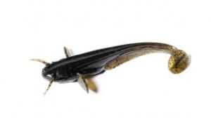 Силікон FishUp Catfish 2" (10pcs.), #057 - Bluegill (41118)