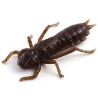Силікон FishUp Dragonfly 1.7" (8pcs.), #050 - Green Pumpkin Brown/Red & Purple уп (34640)